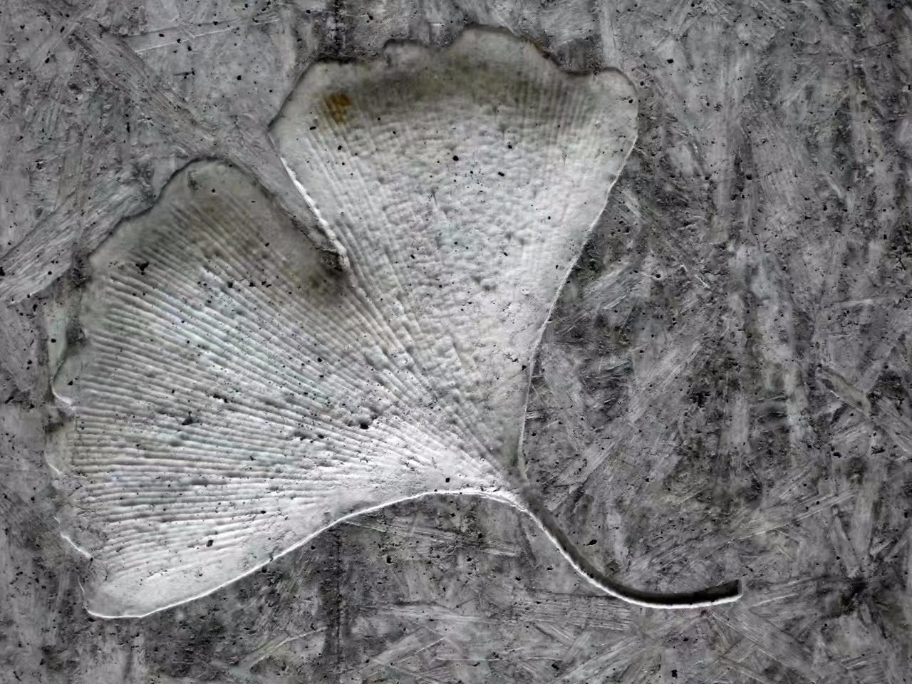 ֲӡ.jpg